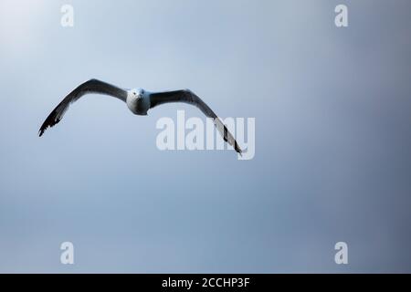 Ringschnabelmöwe (Larus delawarensis), die in Wisconsin mit Kopierraum, horizontal, fliegt Stockfoto