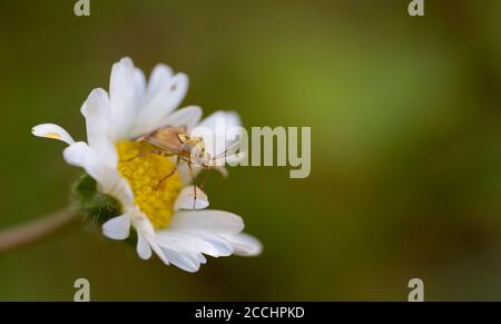 Nahaufnahme eines Käfers auf der Blume Stockfoto