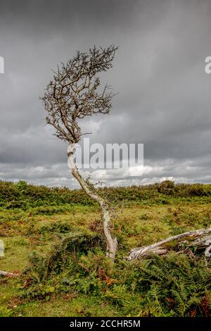 Dodman Point an der südlichen Cornwall Küste - der höchste Coastal Point in Cornwall Stockfoto