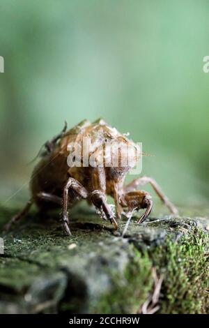 Cicada Exoskelett am Reelfoot Lake Stockfoto