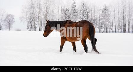 Dunkelbraunes Pferd geht im Winter auf Schneefeld, verwischte Bäume im Hintergrund, Blick von der Seite / zurück Stockfoto