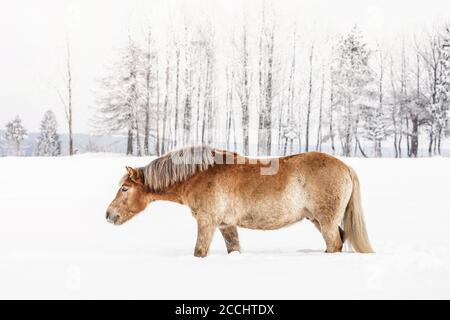Hellbraunes Haflingerpferd, das im Winter durch Schnee auf dem Feld watzt, verwischte Bäume im Hintergrund, Seitenansicht Stockfoto