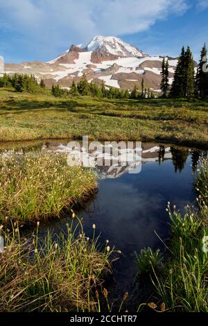 Mount Rainier spiegelt sich in einem kleinen Teich in Spray Park Meadows, Mount Rainier National Park, Washington State, USA Stockfoto