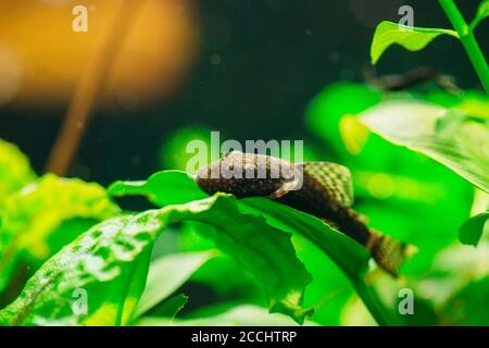 Fische Ancistrus Ancistrus dolichopterus in einem Heim-Süßwasseraquarium. Stockfoto