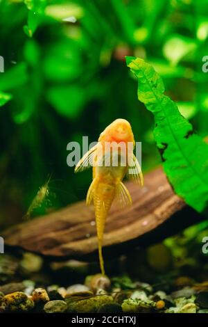 Fische Ancistrus Ancistrus dolichopterus in einem Heim-Süßwasseraquarium. Stockfoto