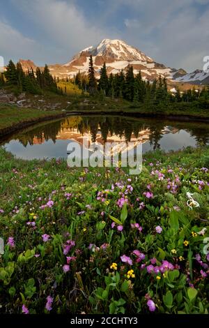 Mount Rainier spiegelt sich in einem kleinen Teich in Spray Park Meadows, Mount Rainier National Park, Washington State, USA Stockfoto