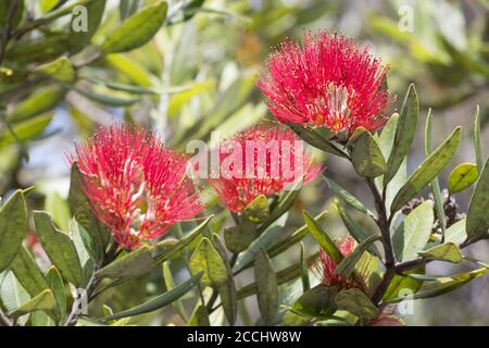 Nahaufnahme der blühenden Pohutukawa-Blume. Stockfoto