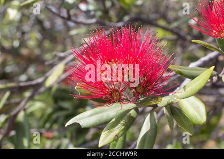 Nahaufnahme der blühenden Pohutukawa-Blume. Stockfoto