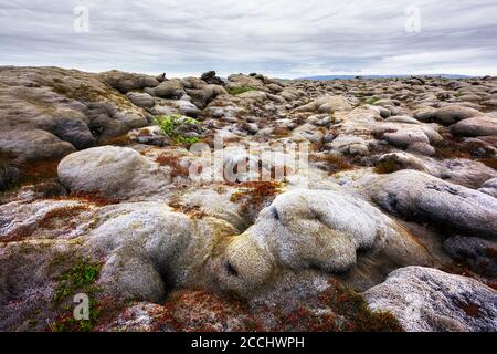 Island Landschaft mit Lavafeld bedeckt mit braunem Moos Eldhraun Vom Vulkanausbruch und bewölktem Himmel Stockfoto