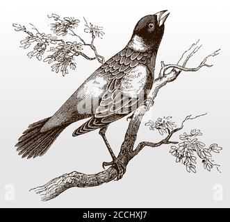 Bobolink, dolichonyx oryzivorus in Seitenansicht auf einem Zweig sitzend mit Blättern und Gesang, nach einer antiken Illustration aus dem 19. Jahrhundert Stock Vektor