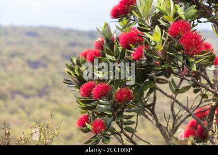 Nahaufnahme der blühenden Pohutukawa-Blumen. Stockfoto