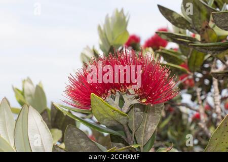 Nahaufnahme der blühenden Pohutukawa-Blume. Stockfoto