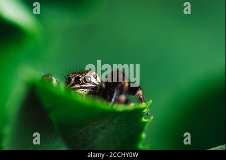 Schwarzer Pullover (Evarcha arcuata, springende Spinne) kriecht auf einem trockenen Blatt. Nahaufnahme einer Spinne, Makro, dunkelgrüner Hintergrund. Stockfoto