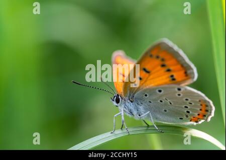 Schmetterling großes Kupfer (Lycaena dispar) kriechen auf einem Blatt von grünem Gras. Nahaufnahme. Stockfoto
