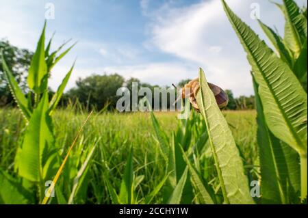 Schnecke kriecht auf dem grünen Gras. Weitwinkelaufnahme, Wiese und blauer Himmel sind im Hintergrund zu sehen. Stockfoto