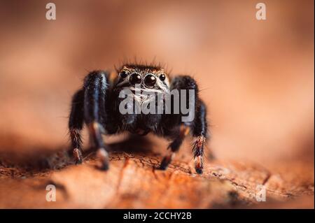 Schwarze Spinne (Evarcha arcuata, springende Spinne) kriecht auf einem trockenen Blatt. Nahaufnahme einer Spinne, Makro, dunkelbrauner Hintergrund. Stockfoto