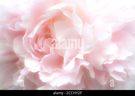 Pfingstrose, close, von Dominique Braud/Dembinsky Photo Assoc Stockfoto