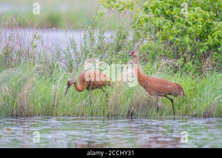 Paar Sandhill Kraniche Fütterung in Feuchtgebieten, Ost-Nordamerika, von Dominique Braud/Dembinsky Photo Assoc Stockfoto