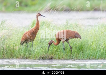 Paar Sandhill Kraniche Fütterung in Feuchtgebieten, Ost-Nordamerika, von Dominique Braud/Dembinsky Photo Assoc Stockfoto