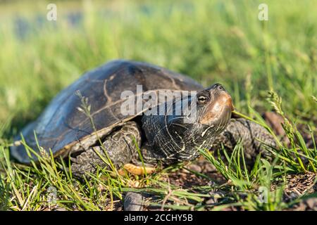 Karteschildkröte (Graptemys geographica), Region des Mittleren Westens und der Großen Seen, USA, von Dominique Braud/Dembinsky Photo Assoc Stockfoto