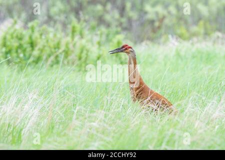 Paar Sandhill Kraniche Fütterung in Feuchtgebieten, Ost-Nordamerika, von Dominique Braud/Dembinsky Photo Assoc Stockfoto