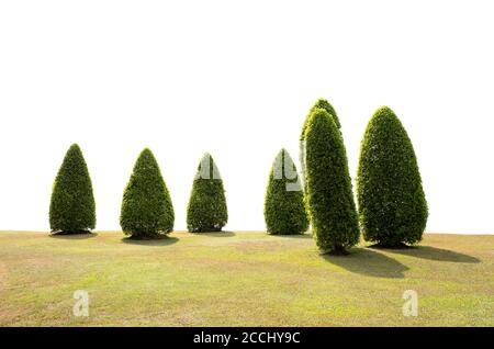 Topiary Bäume auf grünem Gras Feld isoliert auf weißem Hintergrund Stockfoto