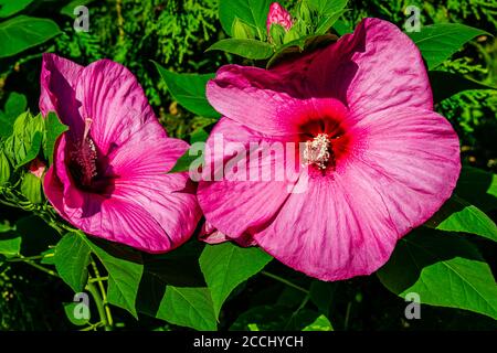 Luna Rose Hibiskus im Garten Stockfoto