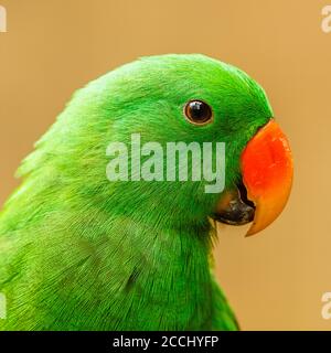 Männliche Eclectus Papagei Porträt. Bali Bird Park. Gianyar, Bali, Indonesien. Stockfoto