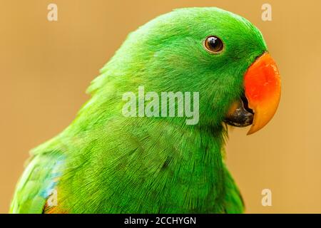 Männliche Eclectus Papagei Porträt. Bali Bird Park. Gianyar, Bali, Indonesien. Stockfoto