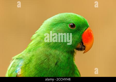 Männliche Eclectus Papagei Porträt. Bali Bird Park. Gianyar, Bali, Indonesien. Stockfoto