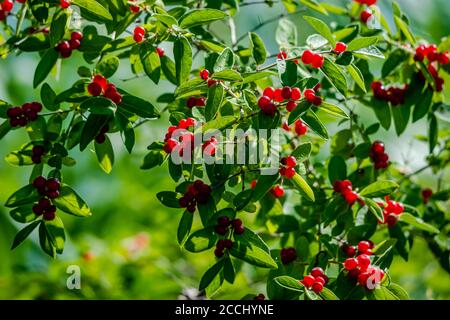 Tatarian Honeysuckle Strauch mit roten Beeren Stockfoto