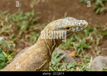 Komodo-Drache (Komodo-Monitor), Varanus komodoensis, die größte erhaltene Eidechsenart. Indonesien. Stockfoto