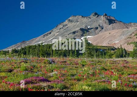 Subalpine Wildblumenwiese entlang des Pacific Crest Trail mit dem Ives Peak, der in der Goat Rocks Wilderness im Gifford Pinchot National Forest aufragt Stockfoto