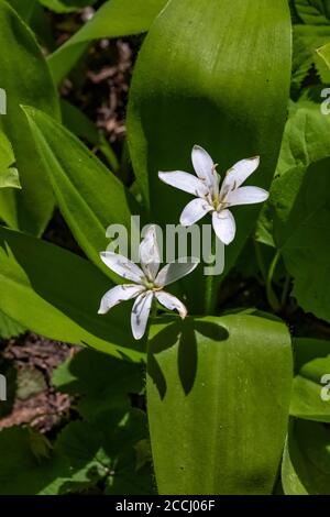 Bead Lily, Clintonia uniflora, entlang des Snowgrass Trail in der Goat Rocks Wilderness, Gifford Pinchot National Forest, Washington State, USA Stockfoto