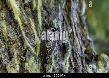 Amerikanischer Dreizentier-Specht, Picoides dorsalis, Männchen am Baum mit Hexe-Haarflechte entlang des Snowgrass Trail in der Ziegenfelsen-Wildnis, Giffo Stockfoto