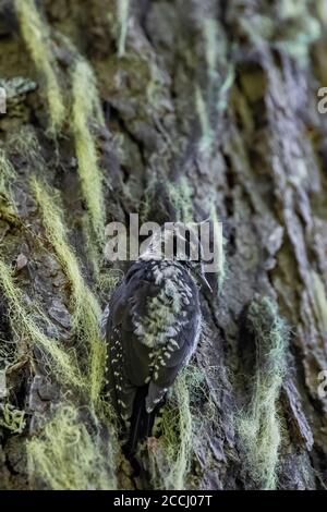 Amerikanischer Dreizentier-Specht, Picoides dorsalis, Männchen am Baum mit Hexe-Haarflechte entlang des Snowgrass Trail in der Ziegenfelsen-Wildnis, Giffo Stockfoto