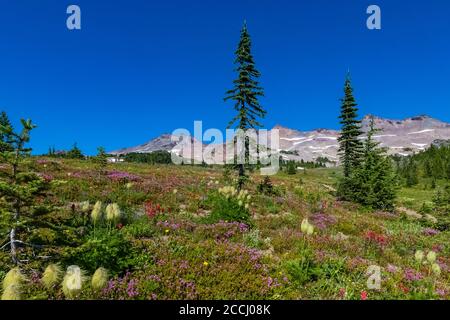 Subalpine Wildblumenwiese entlang des Pacific Crest Trail mit dem Ives Peak, der in der Goat Rocks Wilderness im Gifford Pinchot National Forest aufragt Stockfoto