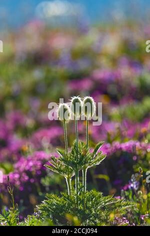 Towhead Baby, Anemone occidentalis, Saatkopf mit Pink Heather hinter, entlang des Snowgrass Trail in der Goat Rocks Wilderness, Gifford Pinchot Nation Stockfoto