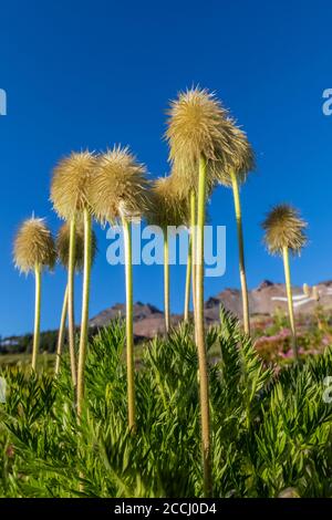 Towhead Baby, Anemone occidentalis, Saatgut Kopf entlang der Snowgrass Trail in der Goat Rocks Wilderness, Gifford Pinchot National Forest, Washington Stat Stockfoto