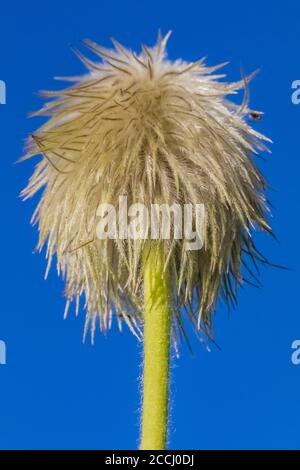 Towhead Baby, Anemone occidentalis, Saatgut Kopf entlang der Snowgrass Trail in der Goat Rocks Wilderness, Gifford Pinchot National Forest, Washington Stat Stockfoto