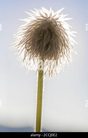 Towhead Baby, Anemone occidentalis, Saatgut Kopf entlang der Snowgrass Trail in der Goat Rocks Wilderness, Gifford Pinchot National Forest, Washington Stat Stockfoto