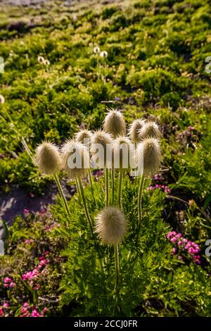 Towhead Baby, Anemone occidentalis, Saatgut Kopf entlang der Snowgrass Trail in der Goat Rocks Wilderness, Gifford Pinchot National Forest, Washington Stat Stockfoto