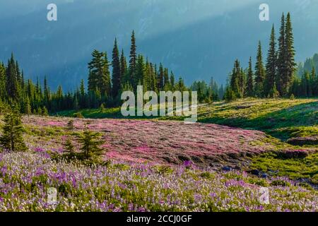 Pink Bell Heather, Phyllodoce empetriformis und andere Wildblumen auf einer subalpinen Wiese entlang des Pacific Crest Trail in der Goat Rocks Wilderness, G Stockfoto