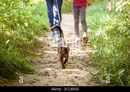 Burma Katze mit Leine zu Fuß außerhalb, Halsband Haustier Wandern Outdoor-Abenteuer. Burmesische Katze trägt Geschirr und seine Besitzer im Sommer Wald oder Park, yo Stockfoto