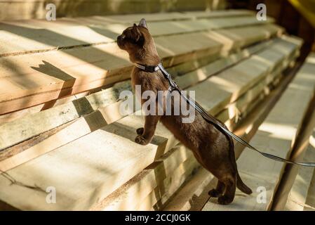 Burma Katze mit Leine zu Fuß auf Holz, verspielte Kragen Haustier sieht auf Holzplanken im Freien. Burma Kätzchen tragen Geschirr ist auf Baumaterialien, yo Stockfoto