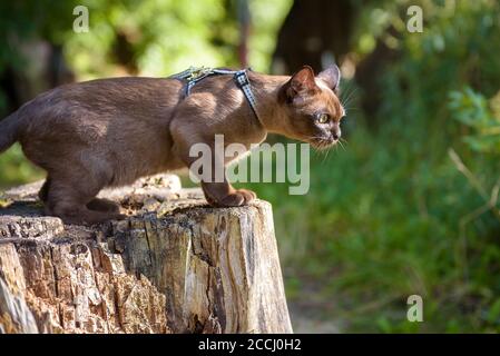 Burmeskatze mit Leine, die draußen läuft. Burma Katze trägt Geschirr spielt auf trockenem Holz im Sommer Park. Verspielte Halsbandtiere wandern im Freien Abenteuer. Stockfoto