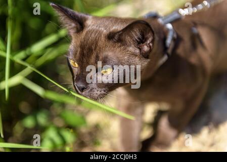 Burmesische Katze mit Leine, die draußen läuft, Halsband Haustier wandernd Outdoor-Abenteuer und schnüffeln Pflanzen. Burma Katze trägt Geschirr geht an den Strand in Summe Stockfoto