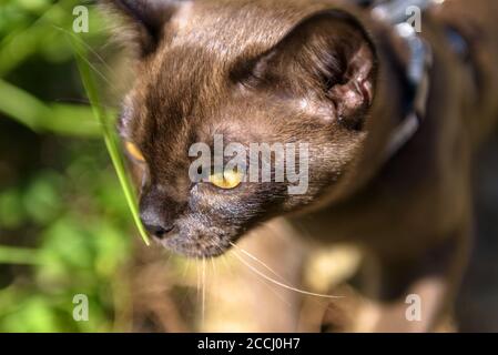 Burma Katze mit Leine zu Fuß außerhalb, aus der Nähe Gesicht von colared junge braune Katze Wandern Outdoor-Abenteuer und schnüffeln Pflanzen. Birmanische Katzenbekleidung Stockfoto