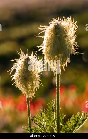 Towhead Baby, Anemone occidentalis, Saatgut Kopf entlang der Snowgrass Trail in der Goat Rocks Wilderness, Gifford Pinchot National Forest, Washington Stat Stockfoto