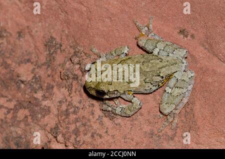 Grauer Laubfrosch, Hyla versicolor Stockfoto